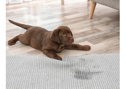 Best Carpet Pet Stain Remover East Melbourne | Pet Stain Remover | 1800961338 - 4/6