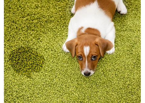 Best Carpet Pet Stain Remover East Melbourne | Pet Stain Remover | 1800961338 - 5/6