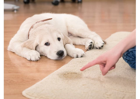 Best Carpet Pet Stain Remover East Melbourne | Pet Stain Remover | 1800961338 - 6/6