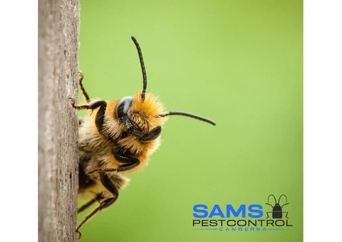 Bee and Wasp Removal Canberra - 1/8
