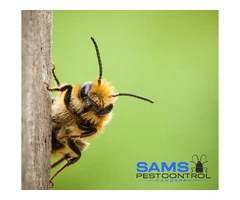Bee and Wasp Removal Canberra