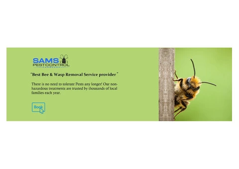 Bee and Wasp Removal Canberra - 6/8