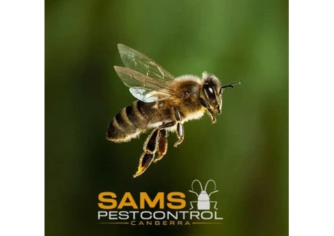 Bee and Wasp Removal Canberra - 8/8