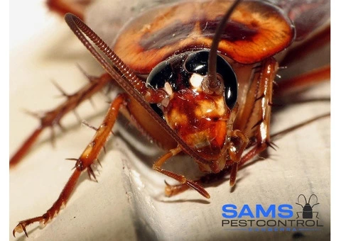 Cockroach Control Canberra - 4/8