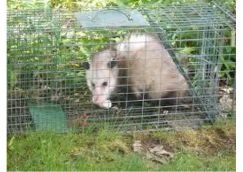 Possum Removal Canberra - 2/5