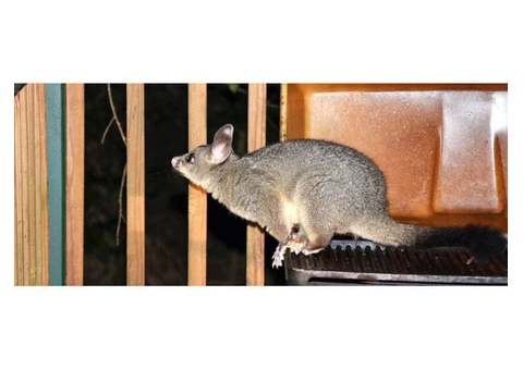 Possum Removal Canberra - 5/5