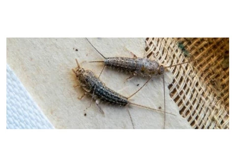 Silverfish Control Canberra - 4/5
