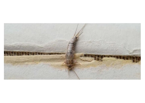 Silverfish Control Canberra - 5/5