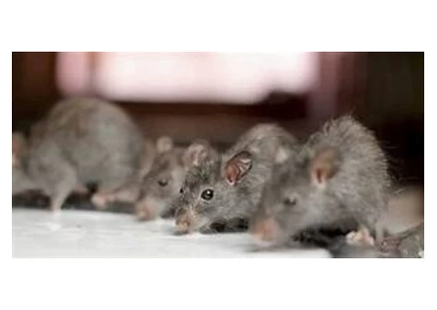 Rodent Control Brisbane - 6/6