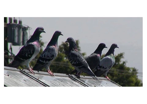 Commercial Bird Control Service Sydney