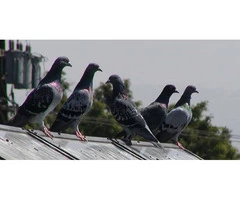 Commercial Bird Control Service Sydney