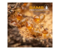 Termite Control Canberra