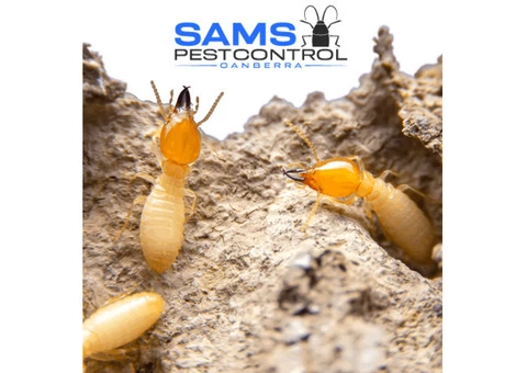 Termite Control Canberra - 6/8