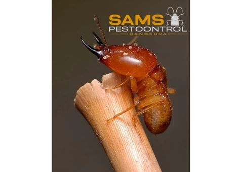 Termite Control Canberra - 8/8