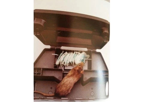 Worried About The Rats' Population At Your Home?