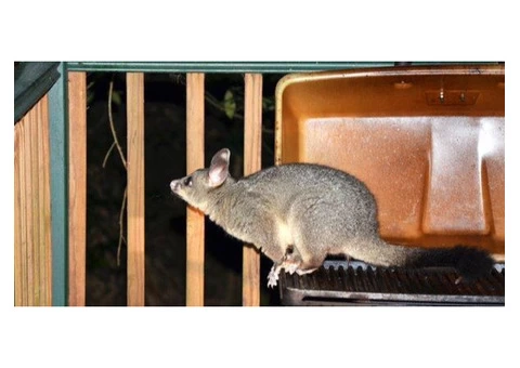 Worried About The Rats' Population At Your Home? - 2/2