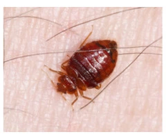 Exit Bed Bugs Control Adelaide