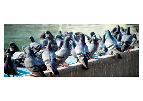 Bird Control In Sydney - 4/4