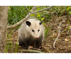 Exit Possum Removal Adelaide