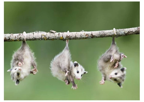Exit Possum Removal Adelaide - 2/4