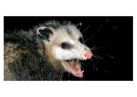 Exit Possum Removal Adelaide - 3/4