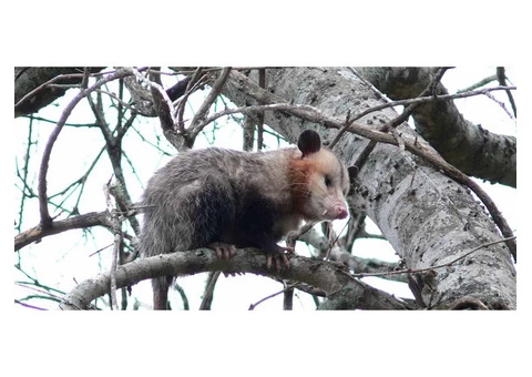 Exit Possum Removal Adelaide - 4/4