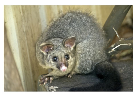 Exit Possum Removal Sydney - 3/3
