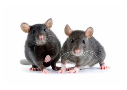 Exit Rodent Control Adelaide - 1/6