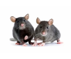 Exit Rodent Control Adelaide