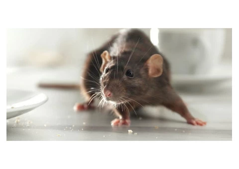 Exit Rodent Control Adelaide - 3/6