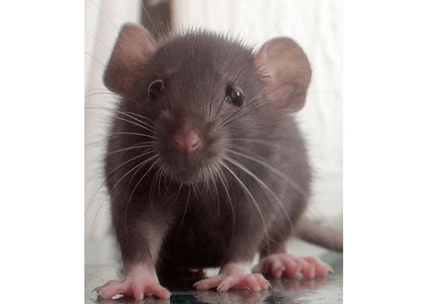 Exit Rodent Control Adelaide - 5/6