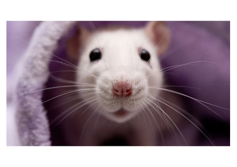 Exit Rodent Control Adelaide - 6/6