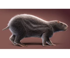 Rodent Control Canberra