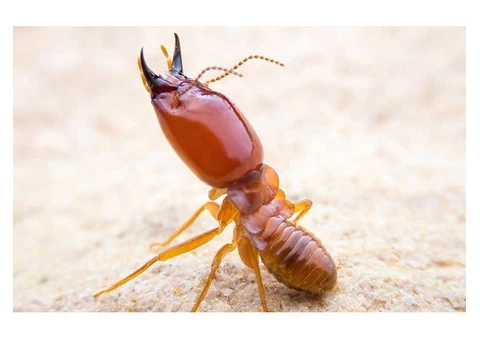 Exit Termite Control Adelaide - 1/6