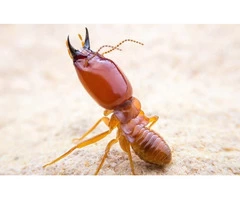 Exit Termite Control Adelaide