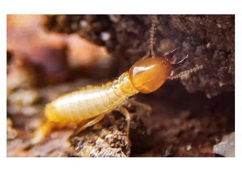 Exit Termite Control Adelaide - 3/6