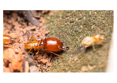 Exit Termite Control Adelaide - 4/6