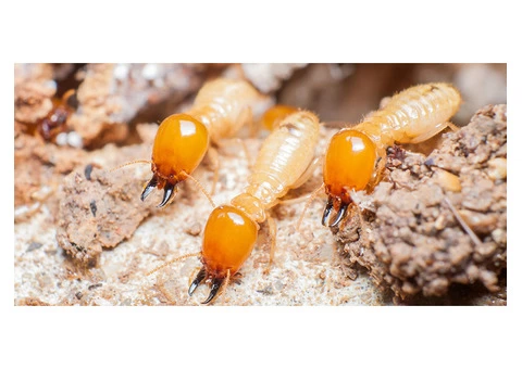 Exit Termite Control Adelaide - 6/6