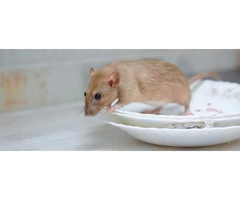 Panther Rodent Control Brisbane