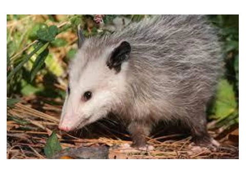 Possum Removal In Brisbane - 1/6