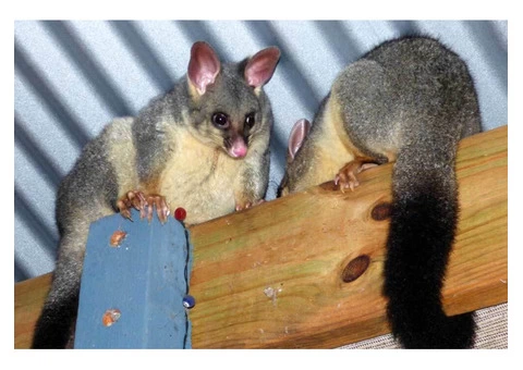 Possum Removal In Brisbane - 2/6