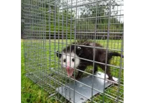 Possum Removal In Brisbane - 5/6