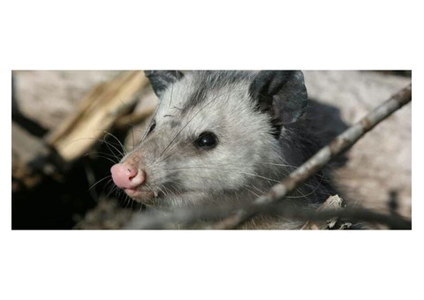 Possum Removal In Brisbane - 6/6