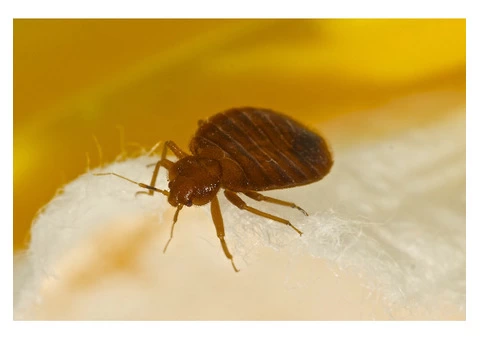 Panther Bed Bugs Control Brisbane