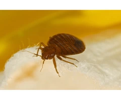 Panther Bed Bugs Control Brisbane