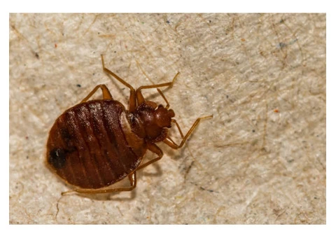 Panther Bed Bugs Control Brisbane - 2/2