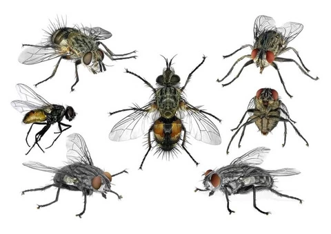 Flies Removal Brisbane - 1/6