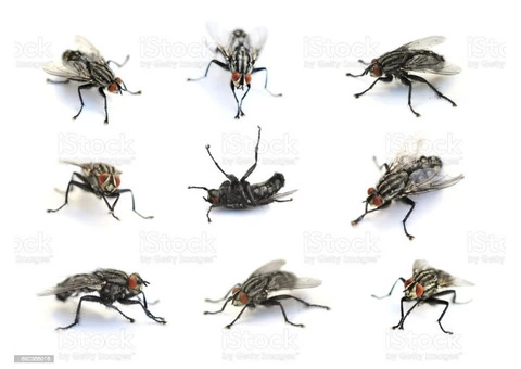 Flies Removal Brisbane - 3/6