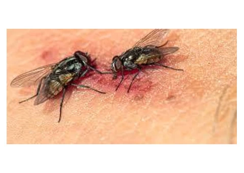 Flies Removal Brisbane - 4/6