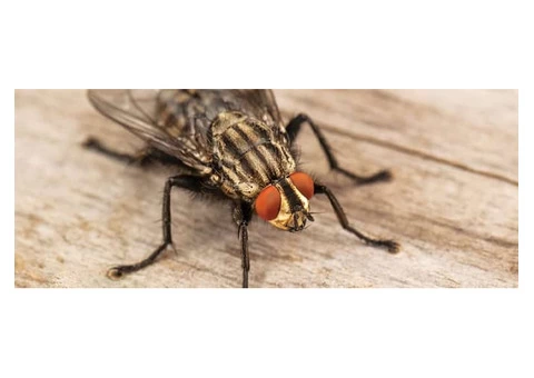 Flies Removal Brisbane - 6/6